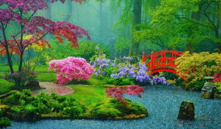 Un superbe jardin japonais sous la pluie